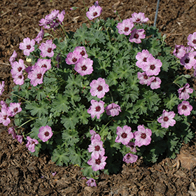 Plant Photo 7