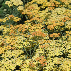Plant Photo 2