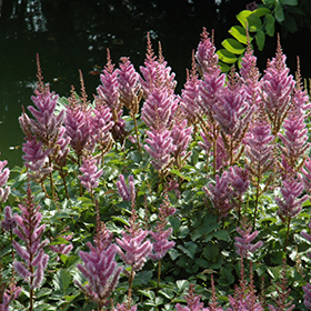 Plant Photo 4