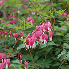 Plant Photo 3