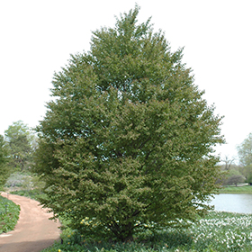 Plant Photo 2