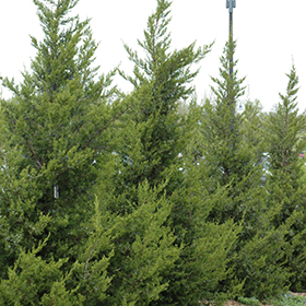 Plant Photo 6