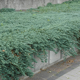 Plant Photo 6
