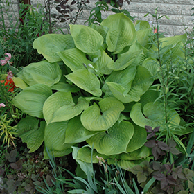 Plant Photo 10