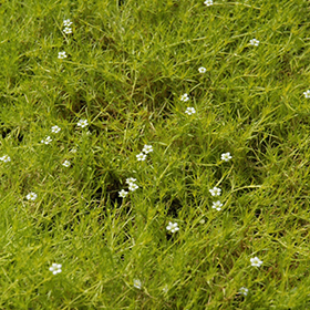 Plant Photo 4