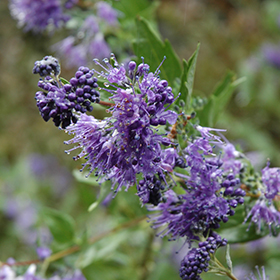 Plant Photo 10