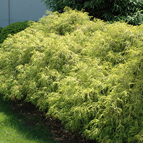 Plant Photo 10