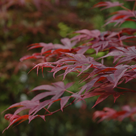 Plant Photo 7