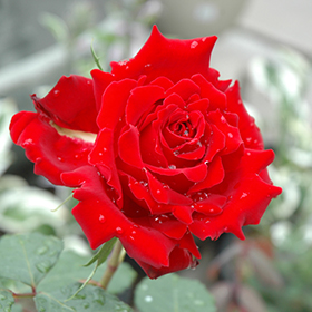 Plant Photo 1