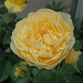 Plant Photo 4