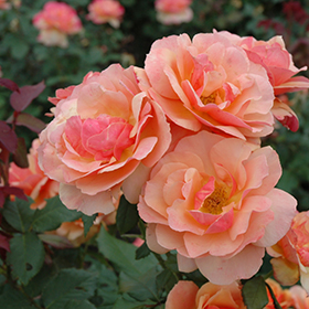 Plant Photo 1