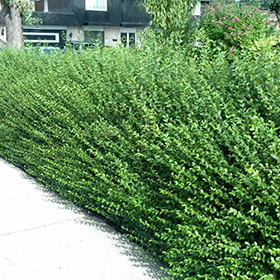 Plant Photo 9