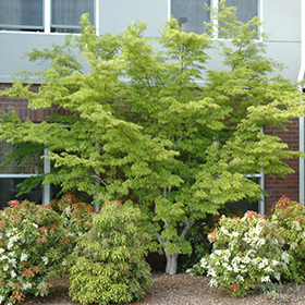 Plant Photo 8