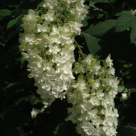 Plant Photo 4