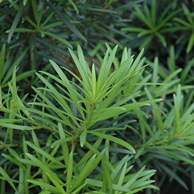 Plant Photo 6