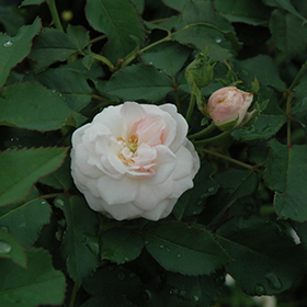 Plant Photo 8