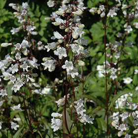 Plant Photo 10