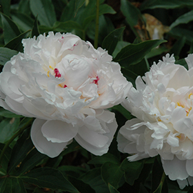 Plant Photo 1