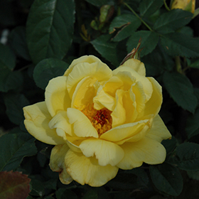 Plant Photo 8