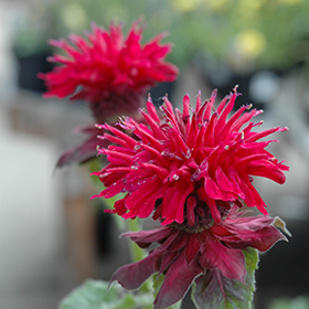 Plant Photo 7