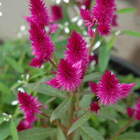 Plant Photo 6