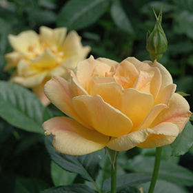 Plant Photo 5
