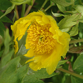 Plant Photo 2