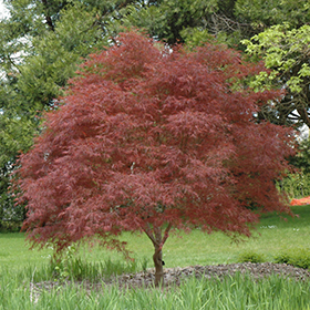 Plant Photo 7