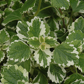 Plant Photo 5