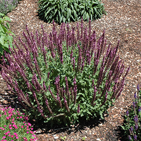 Plant Photo 7