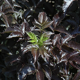 Plant Photo 1