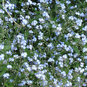 Plant Photo 4
