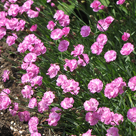 Plant Photo 2