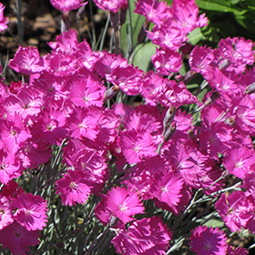 Plant Photo 1