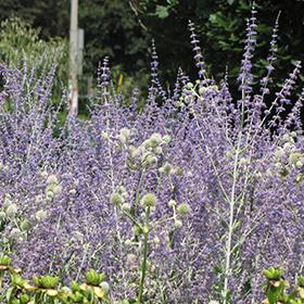 Plant Photo 1