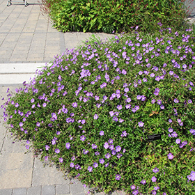 Plant Photo 6