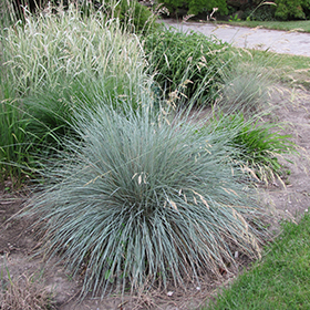 Plant Photo 2