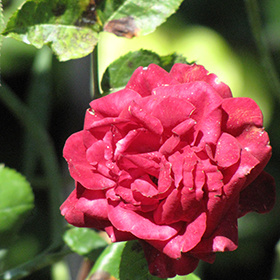 Plant Photo 1