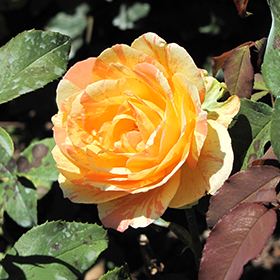 Plant Photo 2