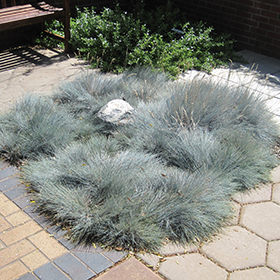 Plant Photo 5