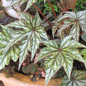 Plant Photo 7