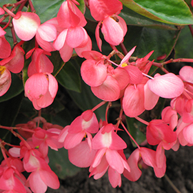Plant Photo 5
