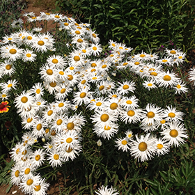 Crazy Daisy Shasta Daisy (Leucanthemum x superbum 'Crazy Daisy
