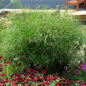Plant Photo 10