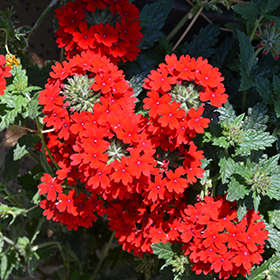 Plant Photo 7