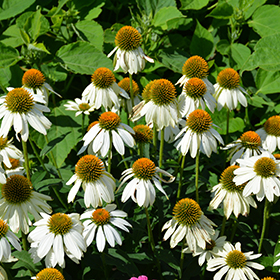 Plant Photo 6