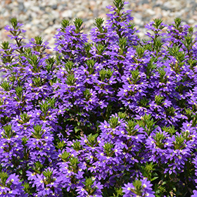 Purple Haze Fan Flower (Scaevola aemula 'Purple Haze') in Welland