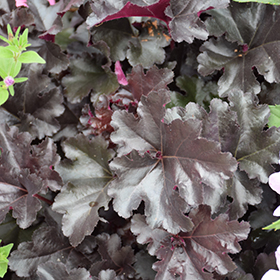 Plant Photo 10