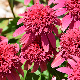 Plant Photo 7