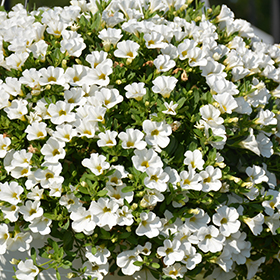 Superbells White Calibrachoa (Calibrachoa 'Balcal14141') in